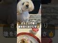 【京都】三宅八幡門前菓子「鳩もち」に興味深々💖フクとぶら散歩🐾 #Shorts