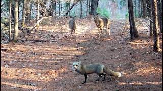 May 2026 trail camera videos