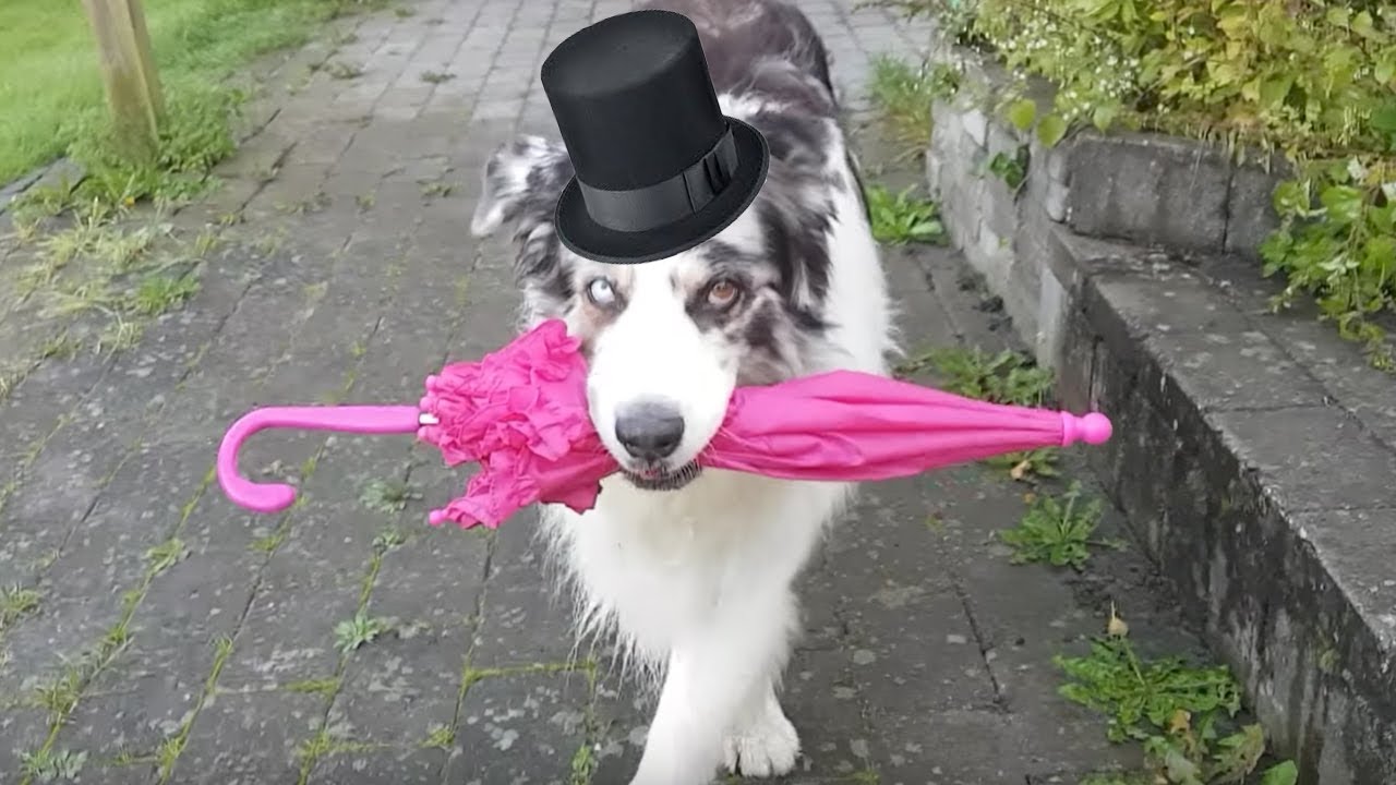 dog umbrella dance