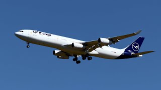 Lufthansa Airbus A340-300 D-Aifc Landing At Düsseldorf Airport Eddl On Runway 23L