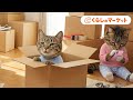 【くらしのマーケットのCM】猫だってお得に引越ししたい！引越し難民猫がひらめいた秘策とは！？＜この春は格安引越しで！＞