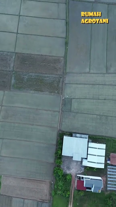 Rice Fields Decrease by 1.4% Every Year