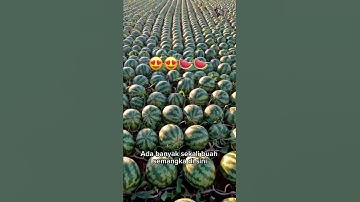 Amazing #watermelon #semangka #peranimisterperanimisis #youtube #youtubeshorts #video #video