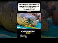 Saving Sea Turtle From Us : compilation video. #shorts #short #seaturtles