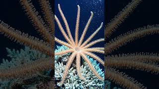 Basket Star ⭐ The Deep Sea Creature With Thousands of Arms #BasketStar #DeepSea #OceanLife #MarineLi