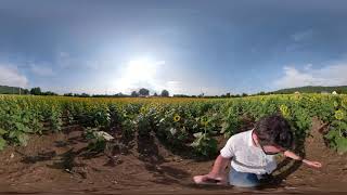 Sunflower Fields Walk Through - 360º GoPro Fusion