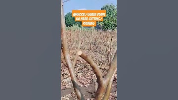 Amrood/guava plant ka hard cutting/pruning