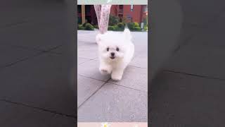Cute Puppy