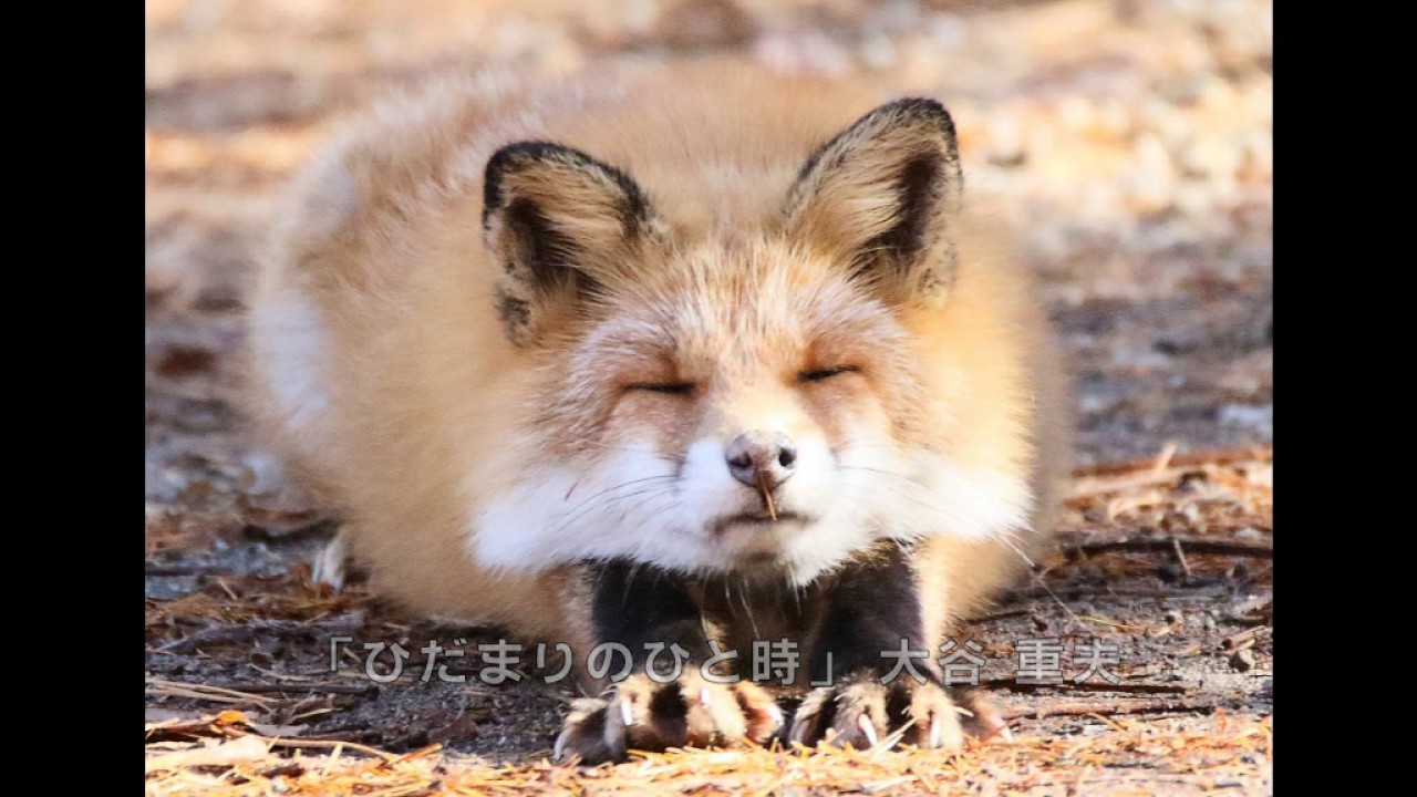 第9回 野生動物写真コンテスト 入賞作品スライドショー Youtube