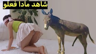 donkey with man new videos part 1  2021