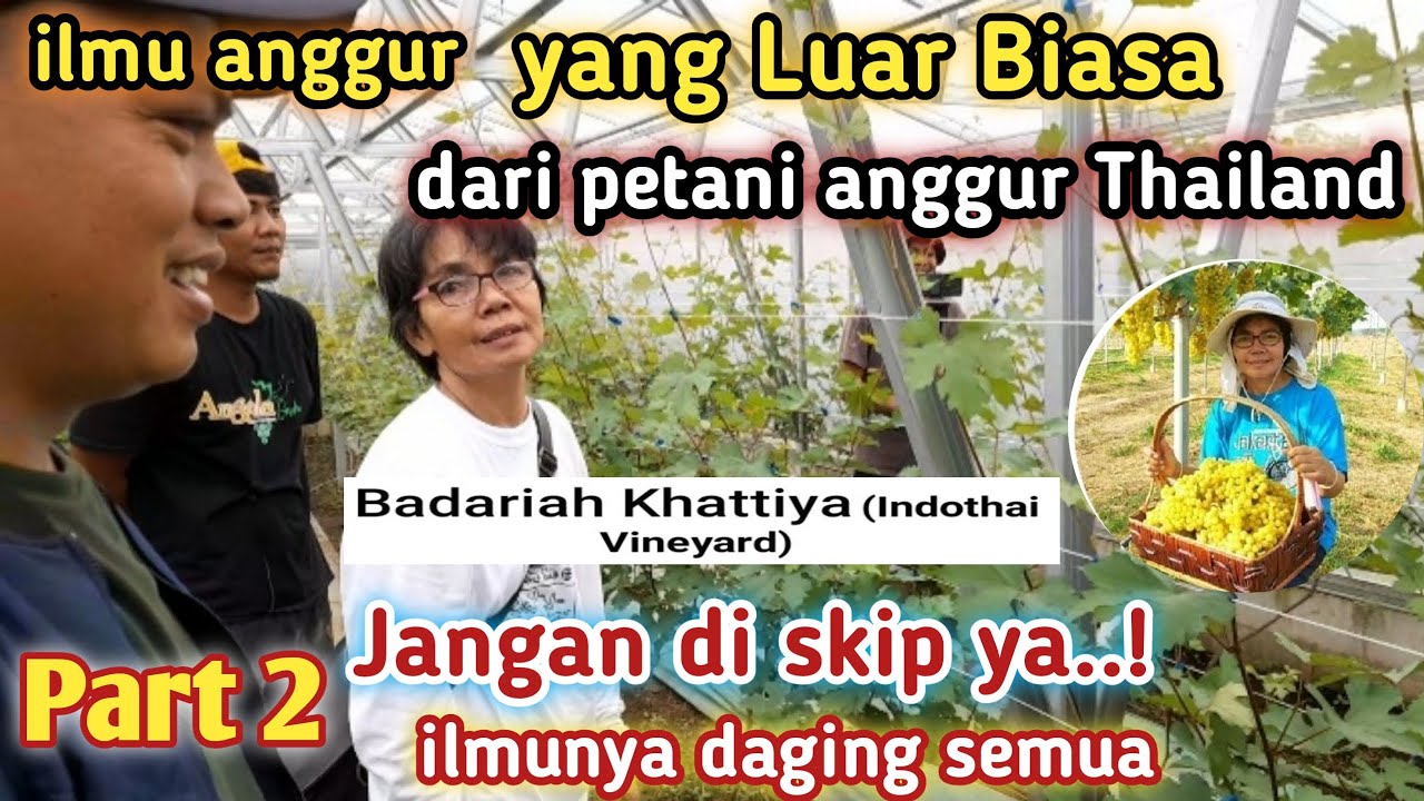 Kunjungan petani anggur Thailand, Indothai Vineyard ke Anggola Garden, ilmunya daging //Part 2