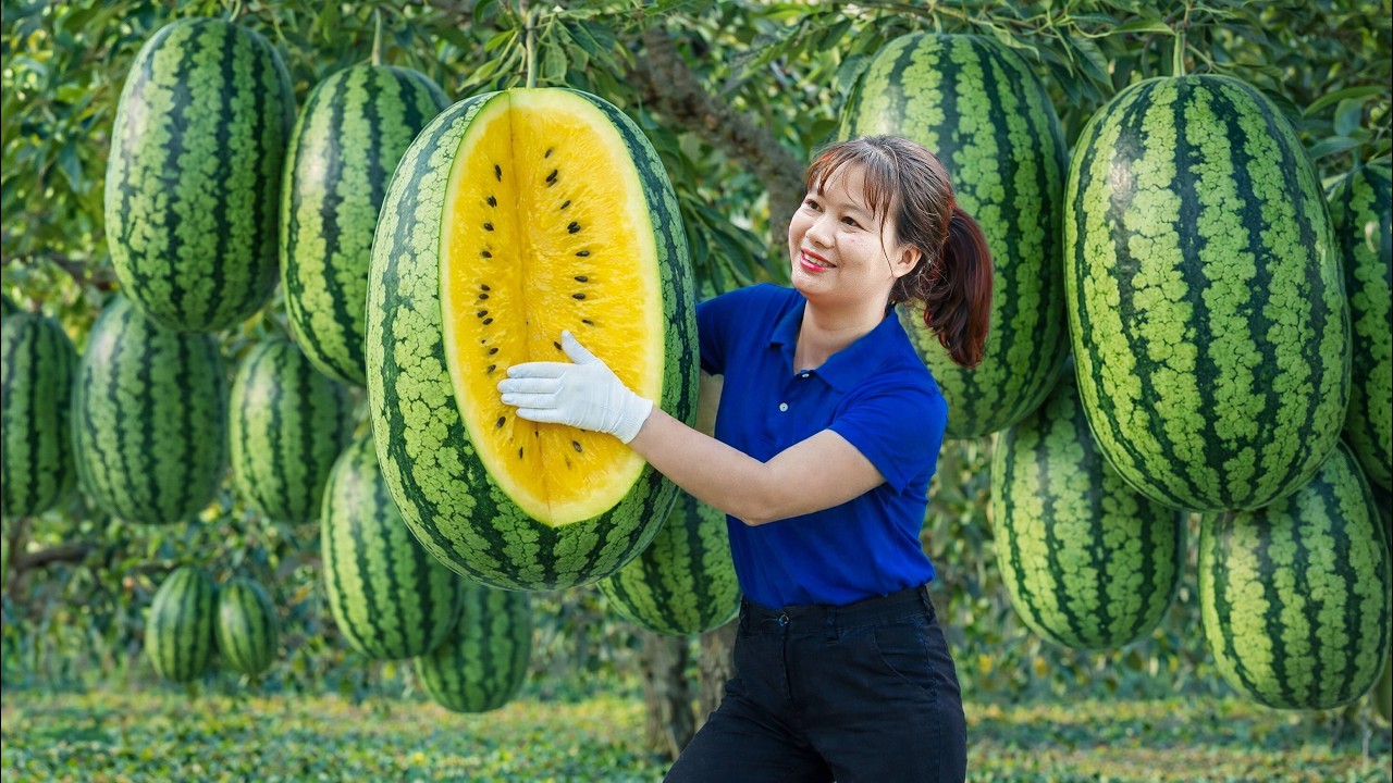 Harvesting Giant Yellow Watermelon To Sell | Fruit Color Brings Highest Market Value Ever