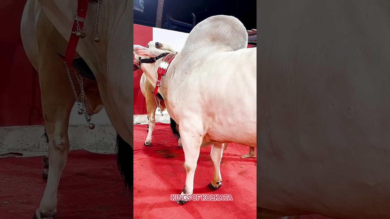   - YouTube Auto PHP Script