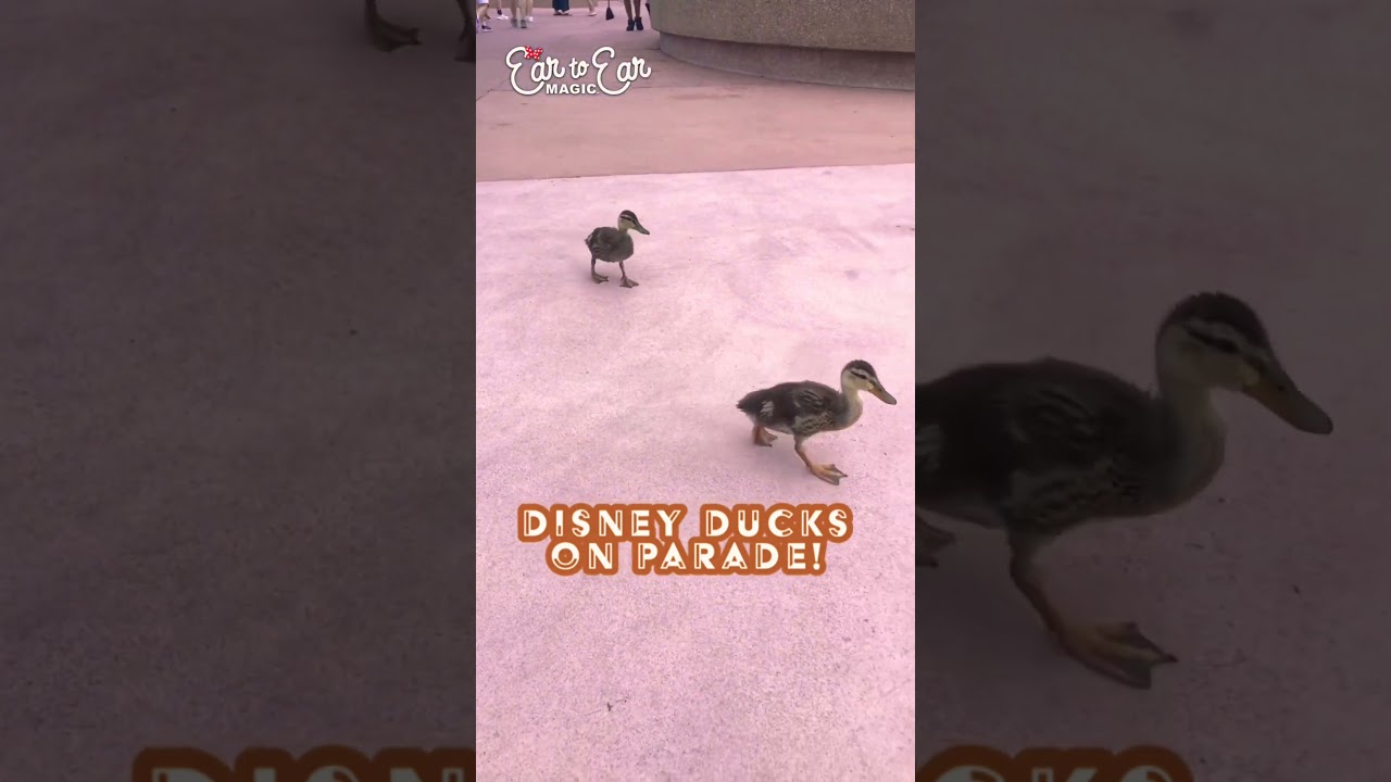 Disney Ducks on Parade in EPCOT - 
