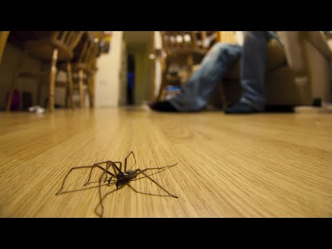 В ваш дом проник паук? Почему нельзя убивать паука объяснили учёные!