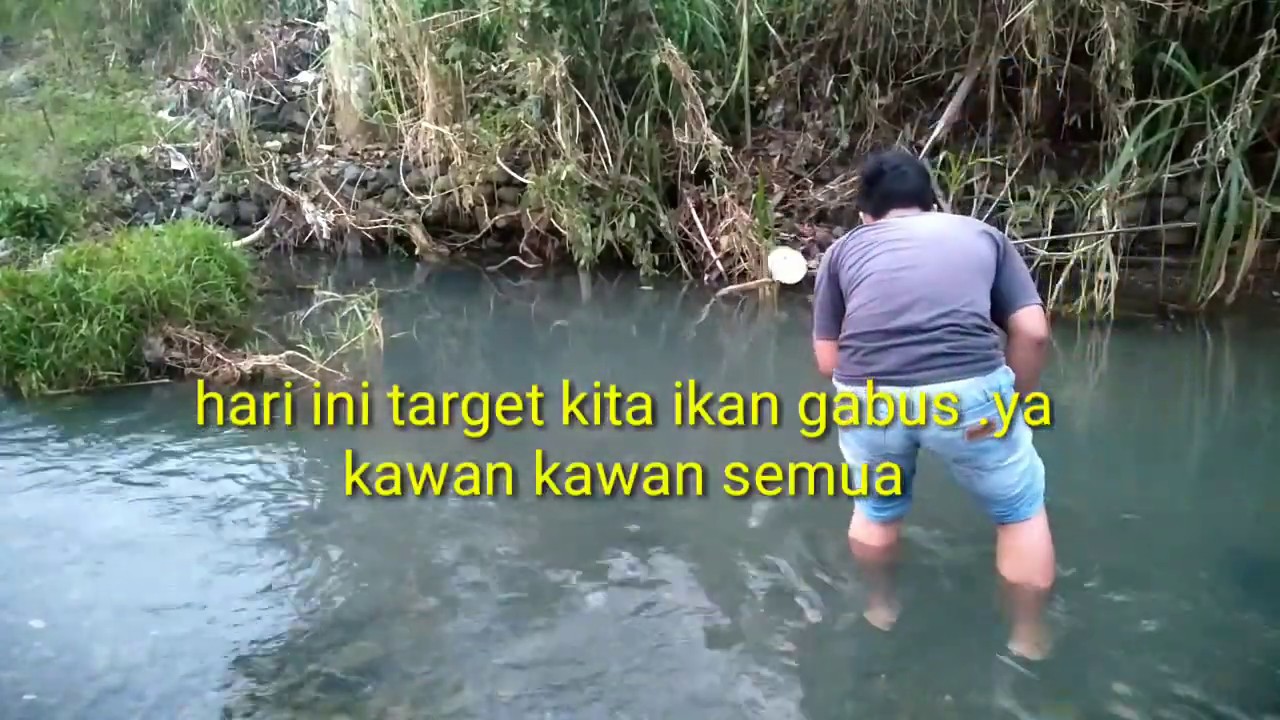 Mencari ikan gabus untuk di jadi kan obat YouTube Mencari ikan gabus untuk di jadi kan obat YouTube