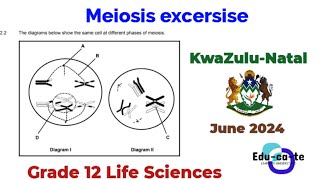 Meiosis (KZN June 2024) - grade 12 life sciences
