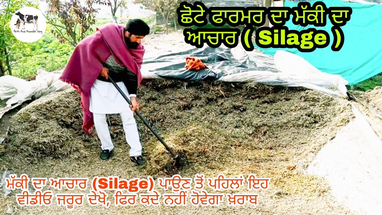 ਛੋਟੇ ਫਾਰਮਰ ਲਈ ਮੱਕੀ ਦਾ ਅਚਾਰ | Silage ਪਾਉਣ ਤੋਂ ਪਹਿਲਾਂ ਇਹ ਵੀਡੀਓ ਜਰੂਰ ਦੇਖੋ | Pets And Animals Blog |