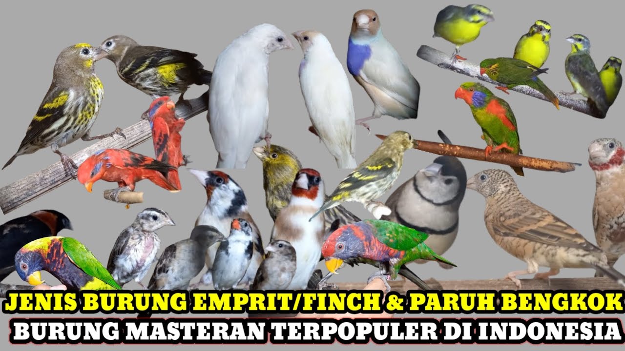 UPDATE HARGA BURUNG EMPRIT/FINCH,PARUH BENGKOK & MASTERAN TERPOPULER DI INDONESIA!KIOS LANGGENG JAYA