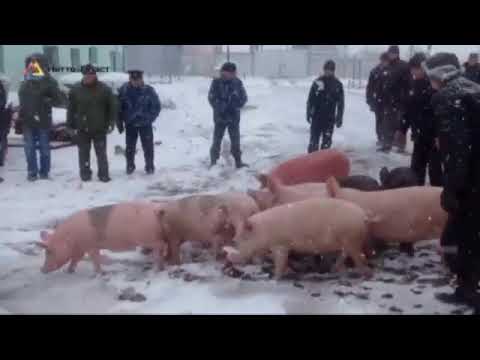 როგორ აქრობენ  შემაწუხებელ სუნსა და ანტისანიტარიას მეცხოველობაში  (კობა კობალაძე)