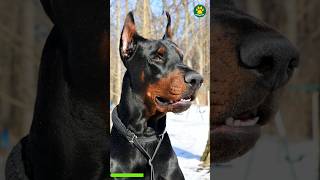 Doberman Pinscher  The Ultimate Protection Dog breed 20/100 #PawsomeDogs