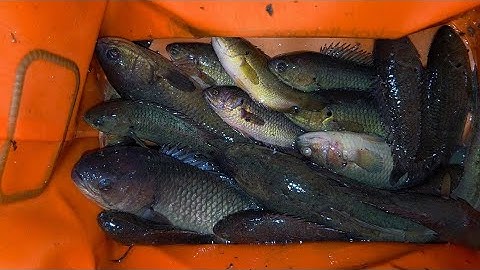 Tập 142 - Câu Cá Rô Ven Rừng U Minh Hạ, Săn Đặc Sản Vùng Nước Mặn | Trương Rô Miền Tây