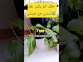 حدا يلاقيلي حل زريعاتي ياببيعن او بكبن 