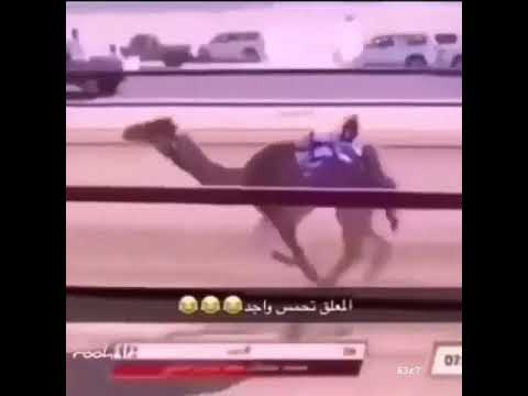 سباق الهجن المعلق تحمس واجد