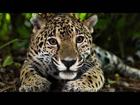 Video: Plantas y animales del Amazonas
