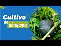 🟢Cultivo de Ahuyama 💚 Cuidados, Plagar y enfermedades 🌱 Red de cultivadores