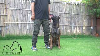 Unethical Practices Behind Malinois Breeding In India | Duron & Blue Malinois | Animal Abuse