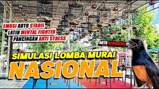 Simulasi Murai Batu Lomba Fighter Full Gantangan ❗❗ LATIH MENTAL 🔥