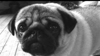 Mildly Dramatic Pug