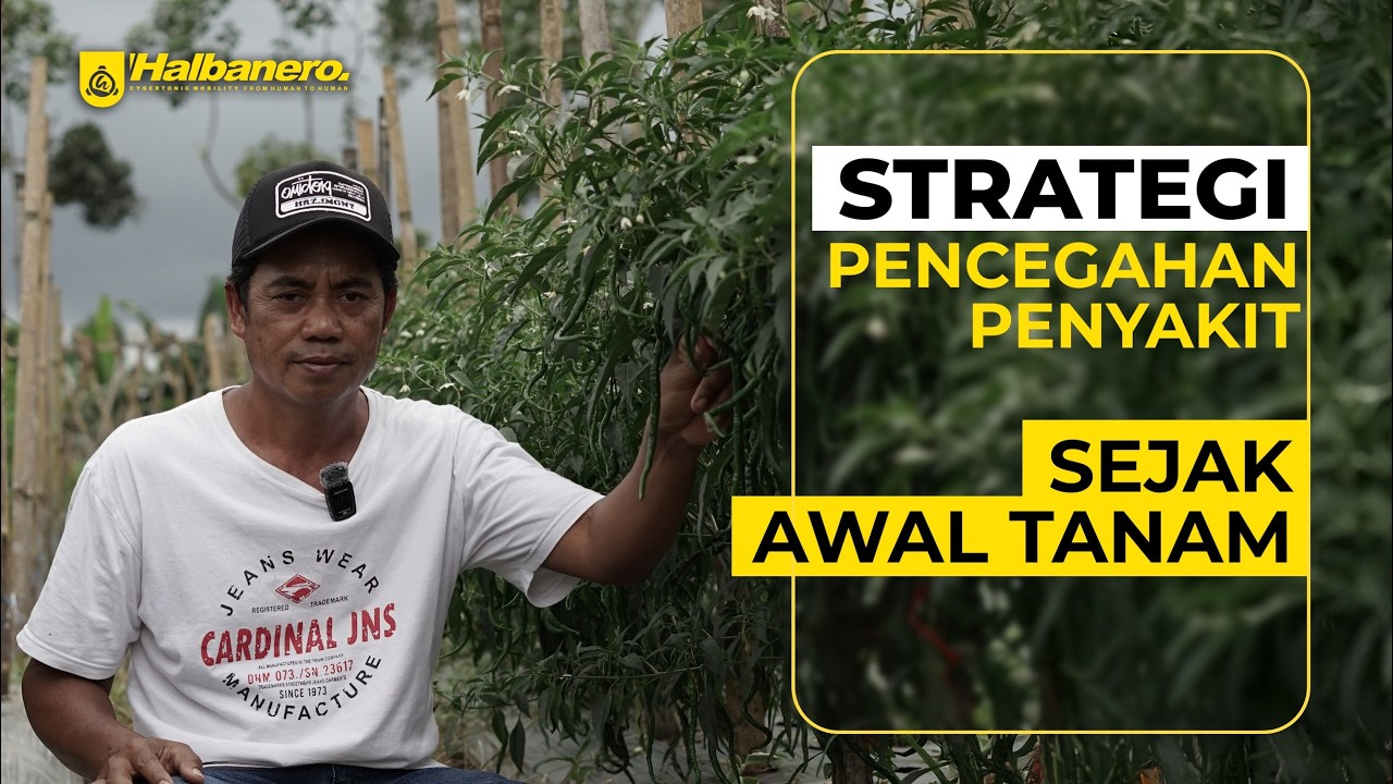 JAGA TANAMAN DENGAN PERAWATAN TEPAT, BERCAK DAUN LEWAT DAN MINIM LAYU ❗❗❗