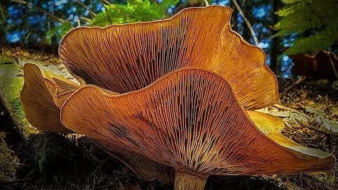 MACROWORLD - Macro Photography Tutorial...How To Shoot Mushrooms