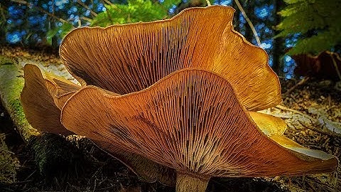 MACROWORLD - Macro Photography Tutorial...How To Shoot Mushrooms