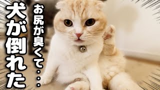 うんち直後の猫のお尻の臭いを嗅いだ犬が倒れちゃいました...