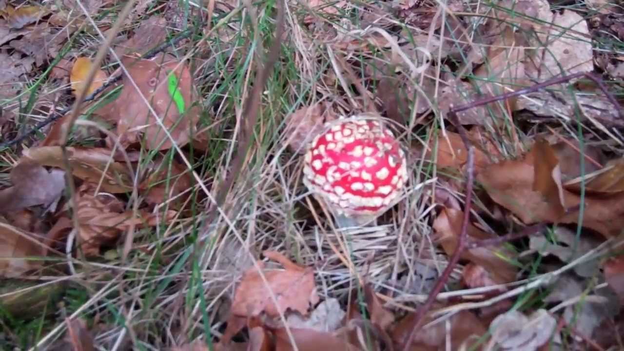 Fly Agaric Mushrooms & Raw Foods in the Netherlands!