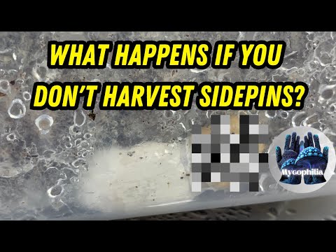 Do you HAVE to Harvest Side and Bottom Pins? Mycology
