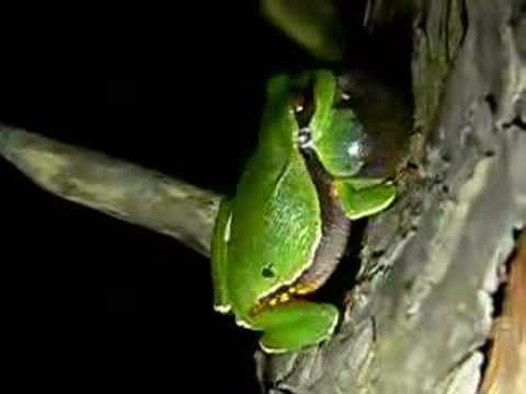 Pine Barrens Tree Frog Diet