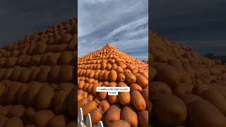Insane pumpkin patch in California!