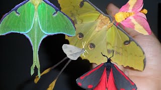 My Pets: Butterflies and Moths compilation (Bart Coppens)  Their beauty & My message to the world!