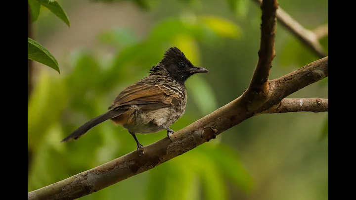 wildlife photography photo editing | Bird photography | Editing | Adobe Lightroom