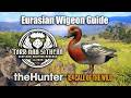Eurasian Wigeon Guide At Scotland - Torr Nan Sithean - theHunter Call of the wild.