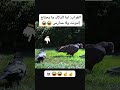 أغنية صدفة وحدة جديد بشر وكاتالوس اغاني موسيقى أغاني 2025 اغنية اكسبلور أغنية صدفة وحدة جديد بشر وكاتالوس اغاني موسيقى أغاني 2025 اغنية اكسبلور