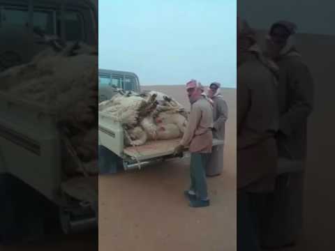 شوفو العين يا اخوان اعطب حلال الرجال الله يعوض عليه