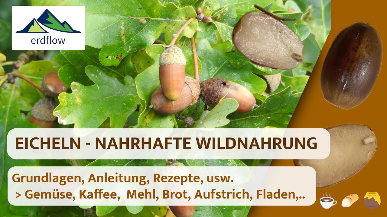 🌰 EICHELN: NAHRHAFTE WILDNAHRUNG – Grundlagen, Anleitung, Rezepte, usw.