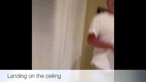 Blade Nano on the Ceiling