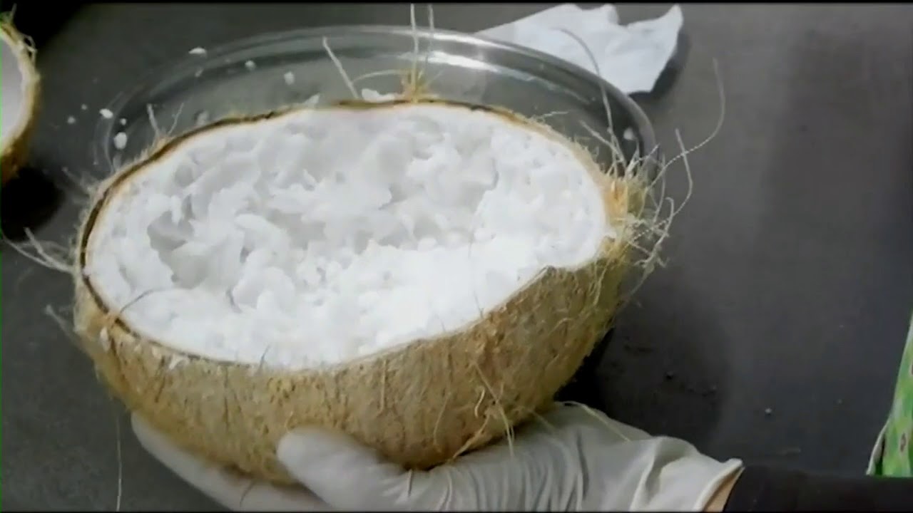 Kelapa Kopyor - Pusat Penelitian Bioteknologi dan Bioindustri Indonesia