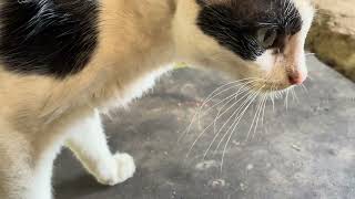 cute cat video #cat #shots by Vishvasichalum illenkilum 23 views 1 month ago 14 seconds